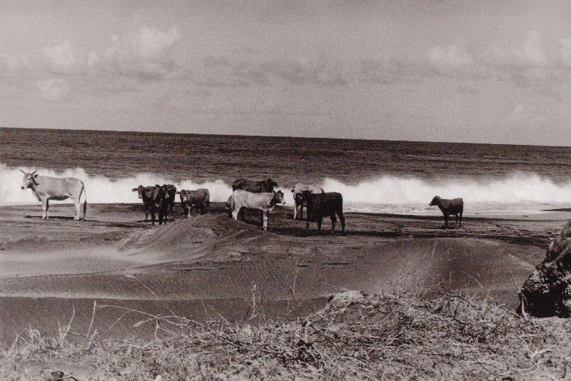 Photograph taken by Linda McCartney in 1981 in Montserrat - featured in the 2004 'Water' calendar